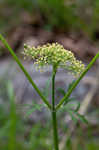 Nuttall's prairie parsley